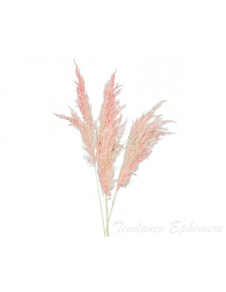 3 6 Herbes de Pampa Rose 65 - 75cm